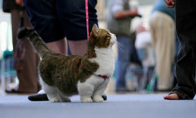 Munchkin - "cat-dachshund"