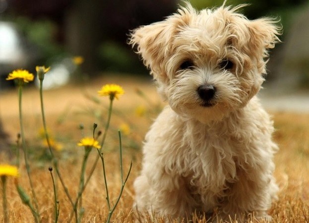 Voorbereidingen tegen bosluizen voor honden