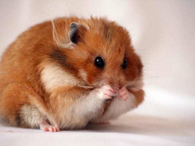 Syrische hamsters: kenmerken van zorg