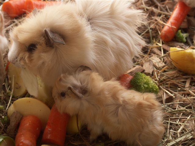 Hoe lang duurt de zwangerschap voor een cavia?