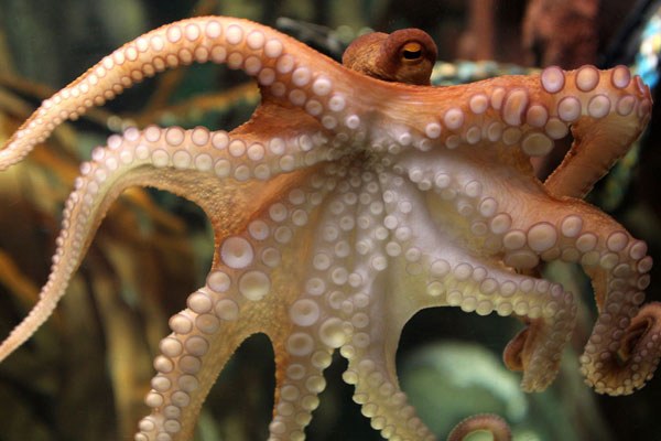 Tip 1: dan zijn de ogen van een octopus ongewoon