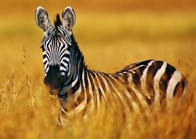 Zebra - een verdwijnende soort dieren