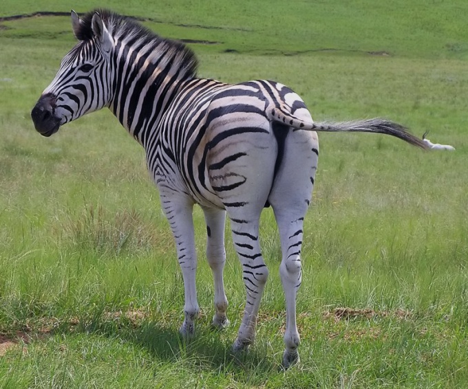 Waarom gestreepte zebra