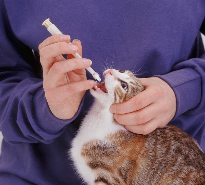 Hoe geneesmiddelen geven aan katten en katten