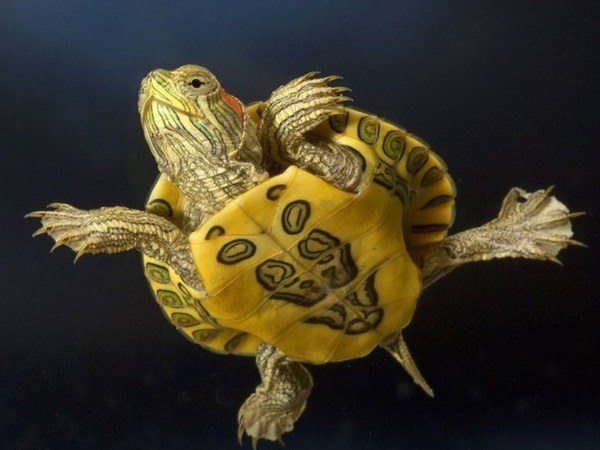 Hoe een aquarium uit te rusten voor roodbuikige schildpadden