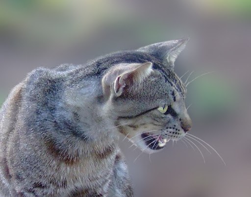 Een katten miauw spenen