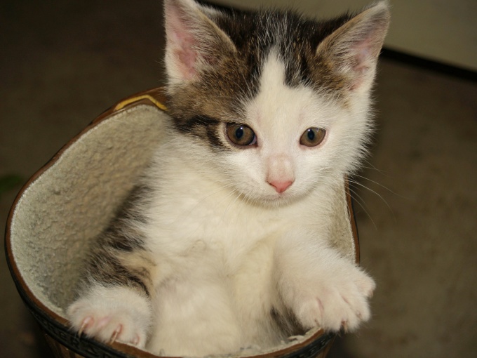 Hoe katten leren om naar het toilet te gaan