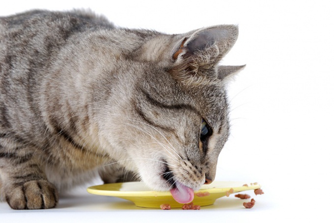 Hoe een kat aan huisvoedsel kan wennen