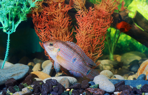 Aquarium met vis en een goed filter - een uitstekende genezing voor stress