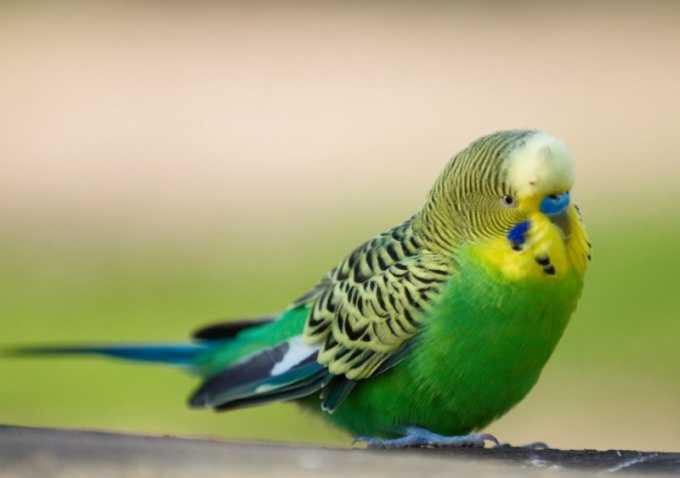 Een golvende papegaai is een slimme vogel, het is een plezier om ermee te spelen.