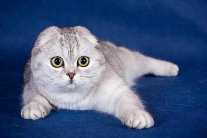 Hoe een Scottish Fold kitten te kiezen