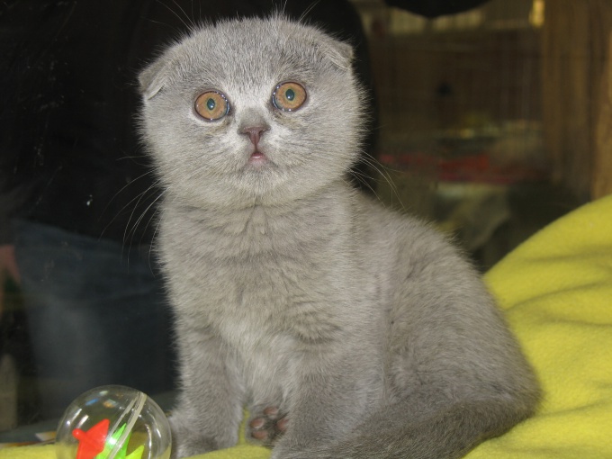 Hoe een kitten met een wijde oren te noemen