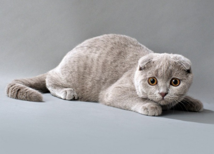 Breien Scottish Fold-katten