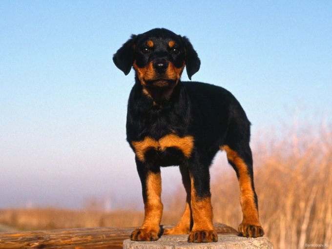 Hoe een hond in een trein te dragen