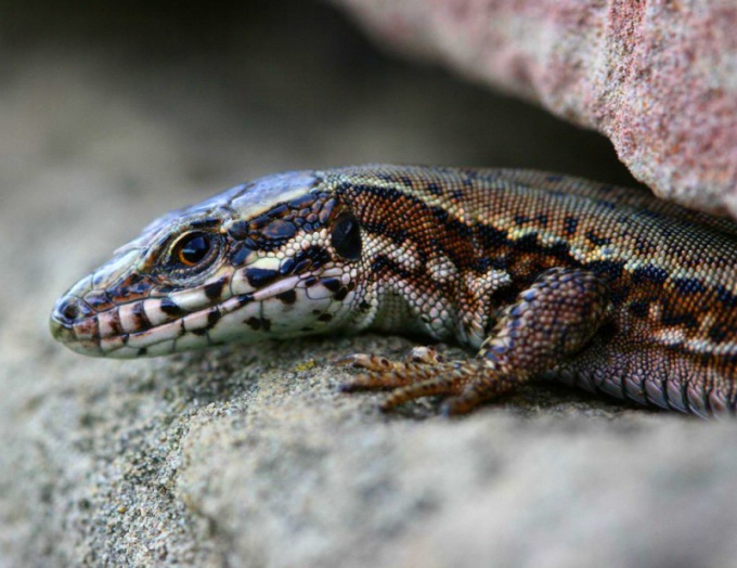 De viviparous hagedis is een geweldige creatie van de natuur!