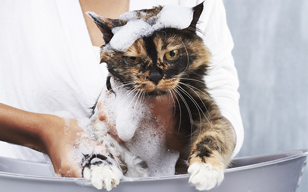 Een shampoo kiezen voor een kat